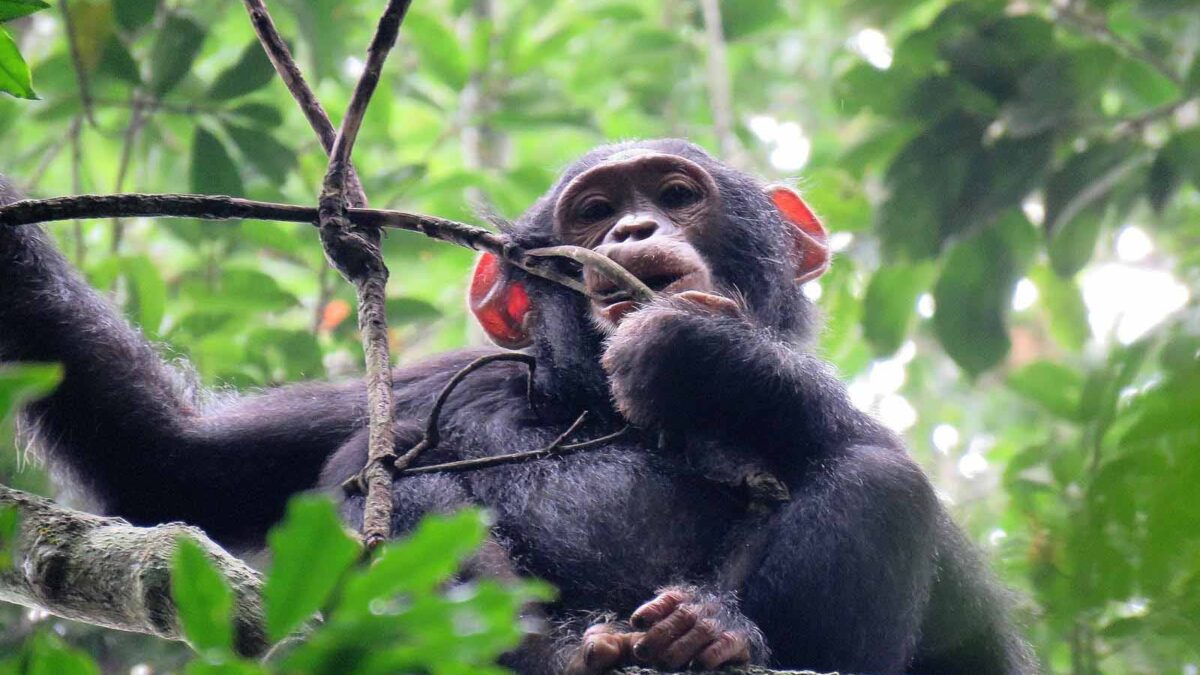 Chimpanzee Trekking - Budongo Forest - 7 Days Uganda Gorillas, Chimpanzee and wildlife safari - 3-Day Kibale Forest Chimpanzee Trekking Safari - 5 Days Uganda Gorilla & Chimpanzee Habituation Safari