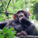 Chimpanzee Trekking - Budongo Forest