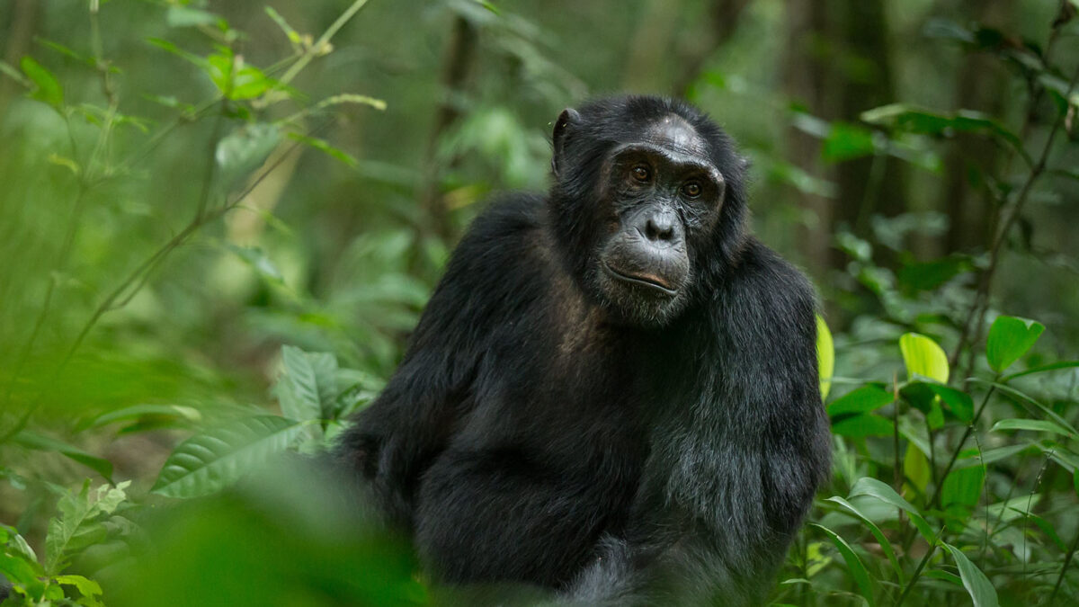 Chimpanzee tracking - Things to do in Nyungwe - Chimpanzees at Ngamba Island - Safari Tours to Gombe Stream National Park Tanzania - Top African Destinations Australians Must Visit - Chimpanzee Habituation Experience Permits - Chimpanzee Filming at Ngogo Research Center in Kibale Forest