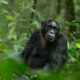 Chimpanzee tracking