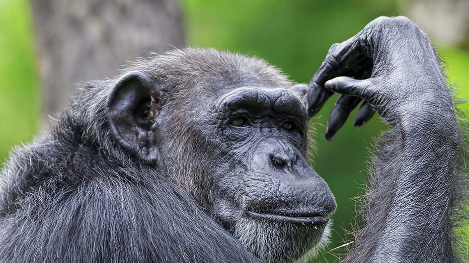 Chimpanzees In Rwanda