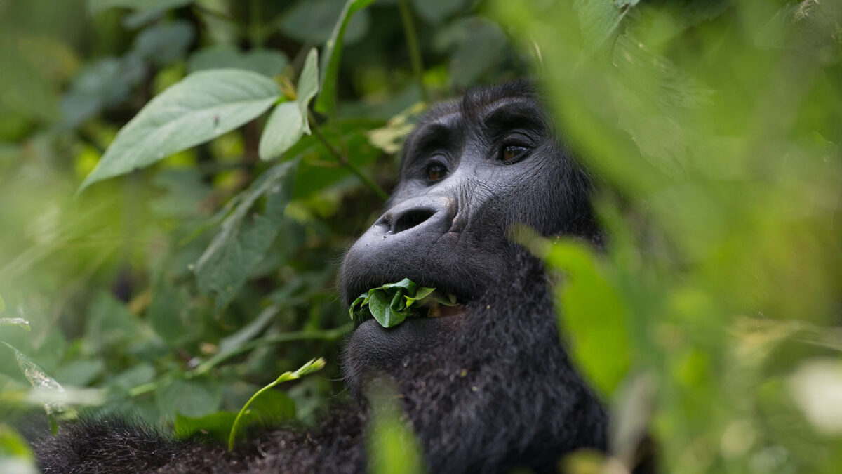 Gorillas of Bwindi Impenetrable National Park