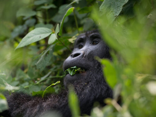 Gorillas of Bwindi Impenetrable National Park - Rushaga Gorilla Safaris & Tours