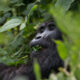 Gorillas of Bwindi Impenetrable National Park - Rushaga Gorilla Safaris & Tours