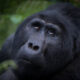 Gorillas in Africa - Choosing Between Driving and Flying from Entebbe to Bwindi Forest