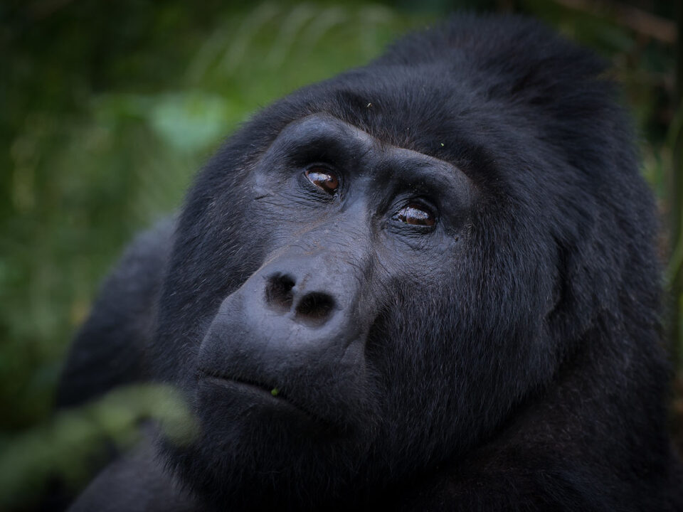 Gorillas in Africa - Choosing Between Driving and Flying from Entebbe to Bwindi Forest