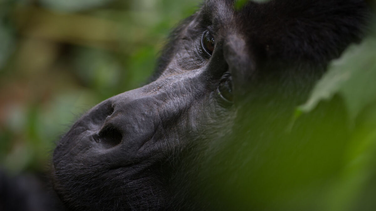 Uganda Gorillas - What is the Difference between Gorilla Tracking and Trekking?