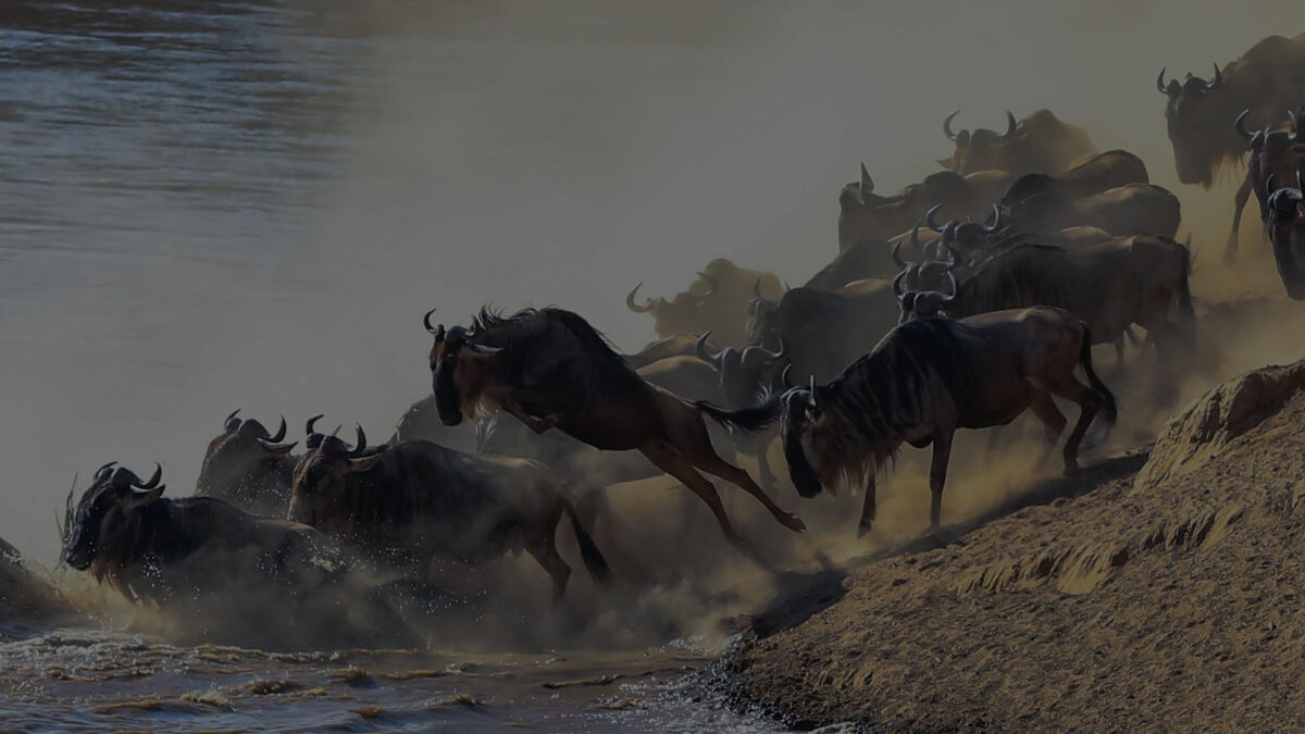 Great Wildebeests Migration