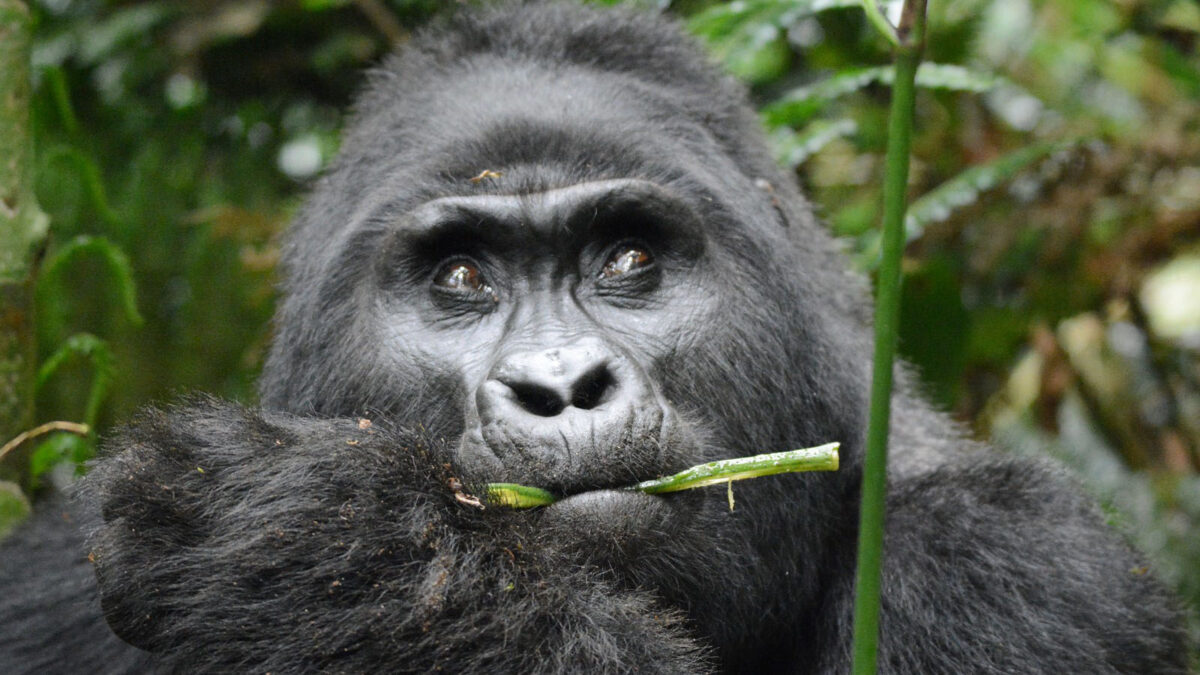Gorillas in Buhoma Sector