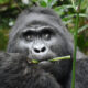 Gorillas in Buhoma Sector