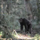 Kyambura Gorge Chimpanzee Tracking - Kyambura Gorge Chimpanzee Permits