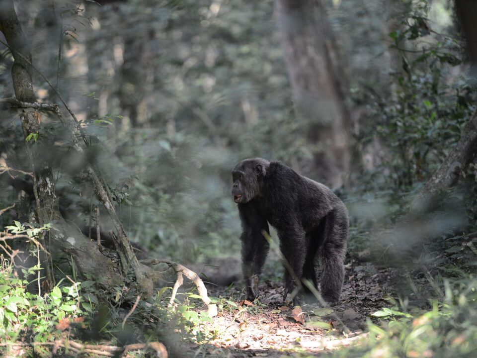 Kyambura Gorge Chimpanzee Tracking - Kyambura Gorge Chimpanzee Permits