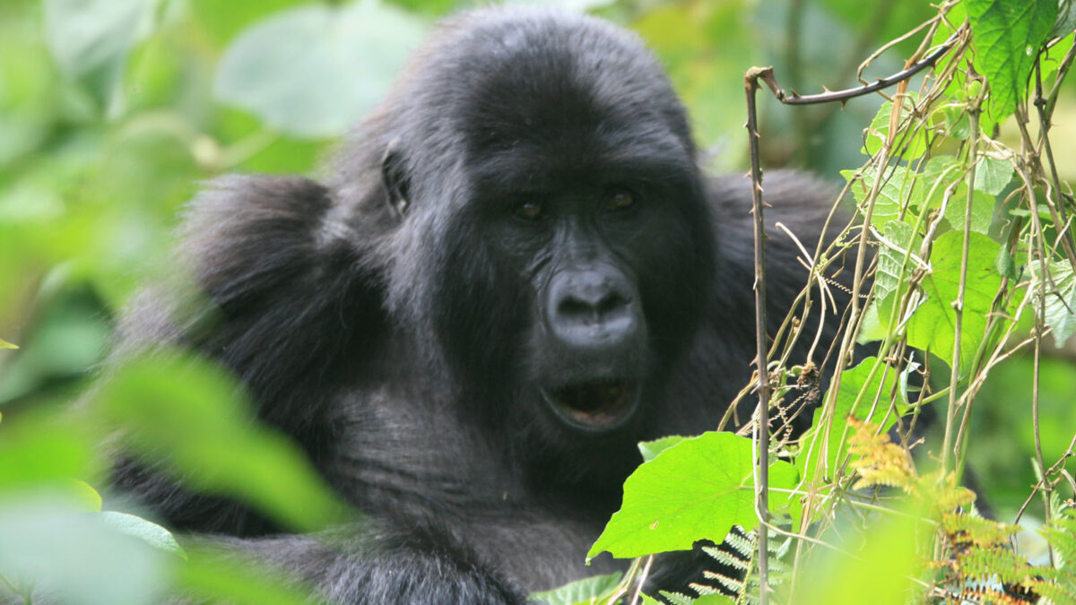 Gorillas in Ruhija - Gorilla Safaris in Africa - How strong is a Silverback Gorilla? - Why book a Low season safari to East Africa?