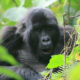Gorillas in Ruhija - Gorilla Safaris in Africa