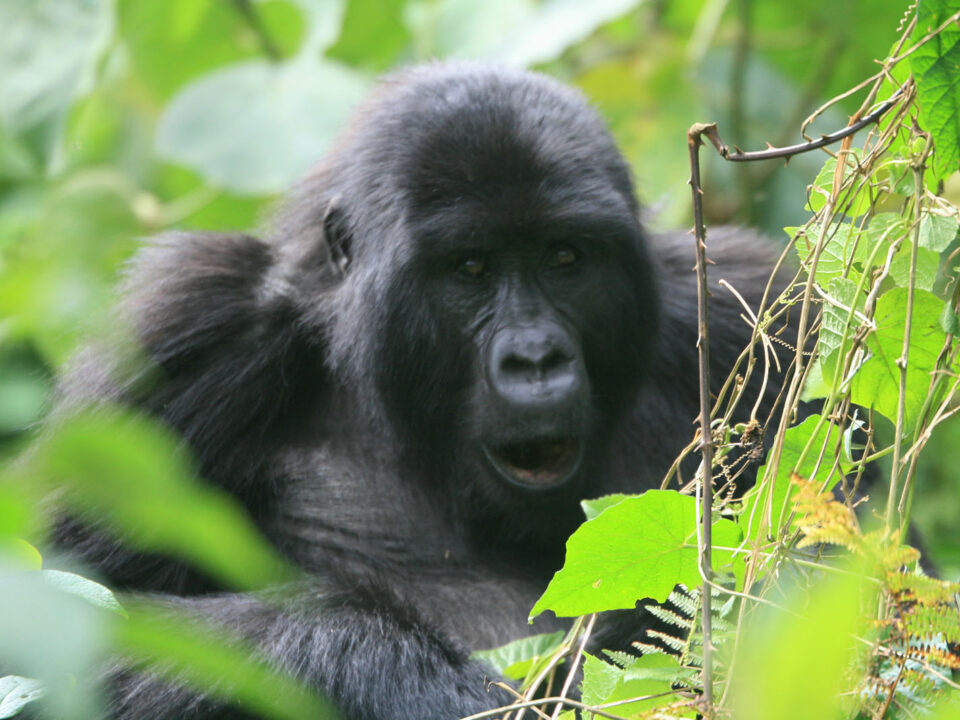 Gorillas in Ruhija - Gorilla Safaris in Africa