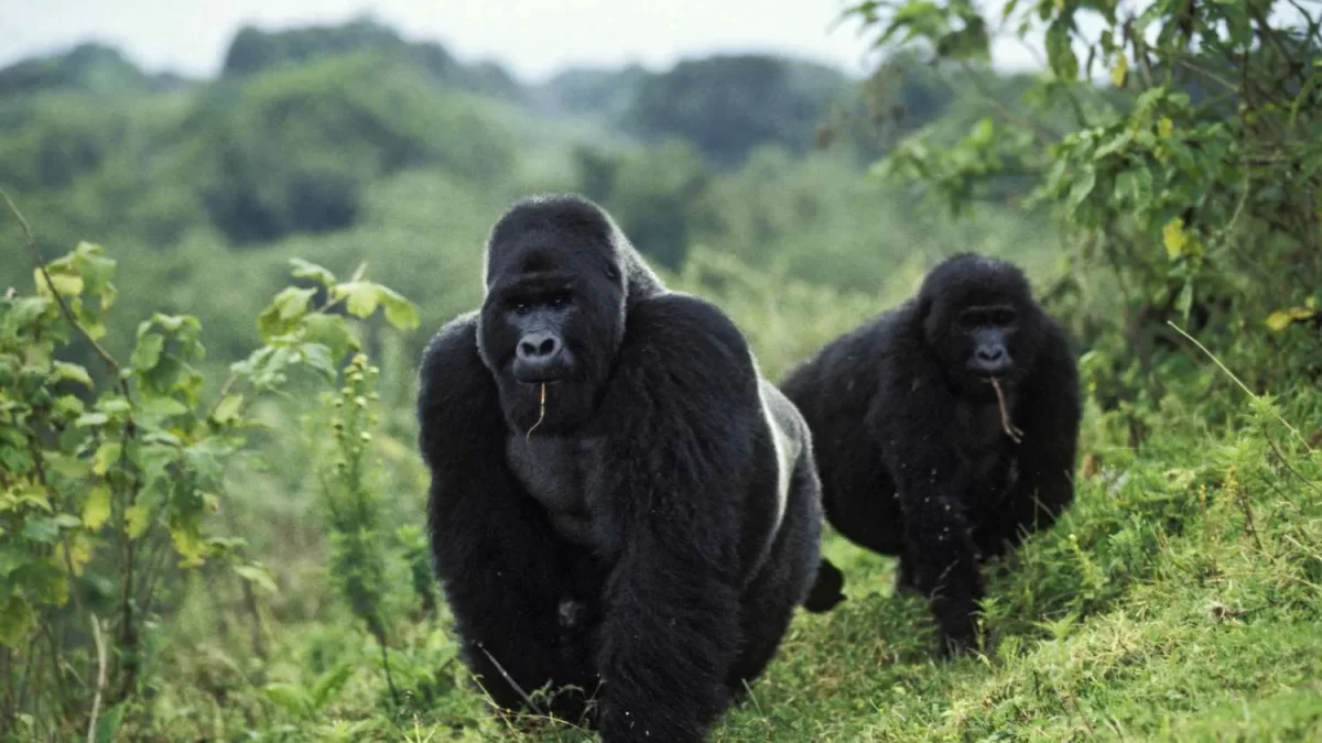 Mountain Gorilla Safaris in Dr. Congo - Things to Do and See in Kahuzi Biega National Park