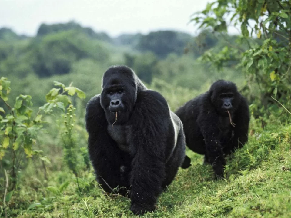 Mountain Gorilla Safaris in Dr. Congo