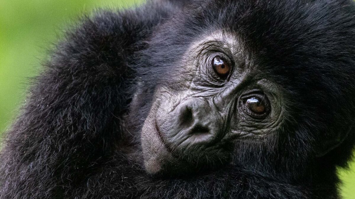 Africa Road Trip Gorilla Tours in Uganda - Gorilla Habituation Safari on Budget - Wondering What a Day of Gorilla Tracking like?