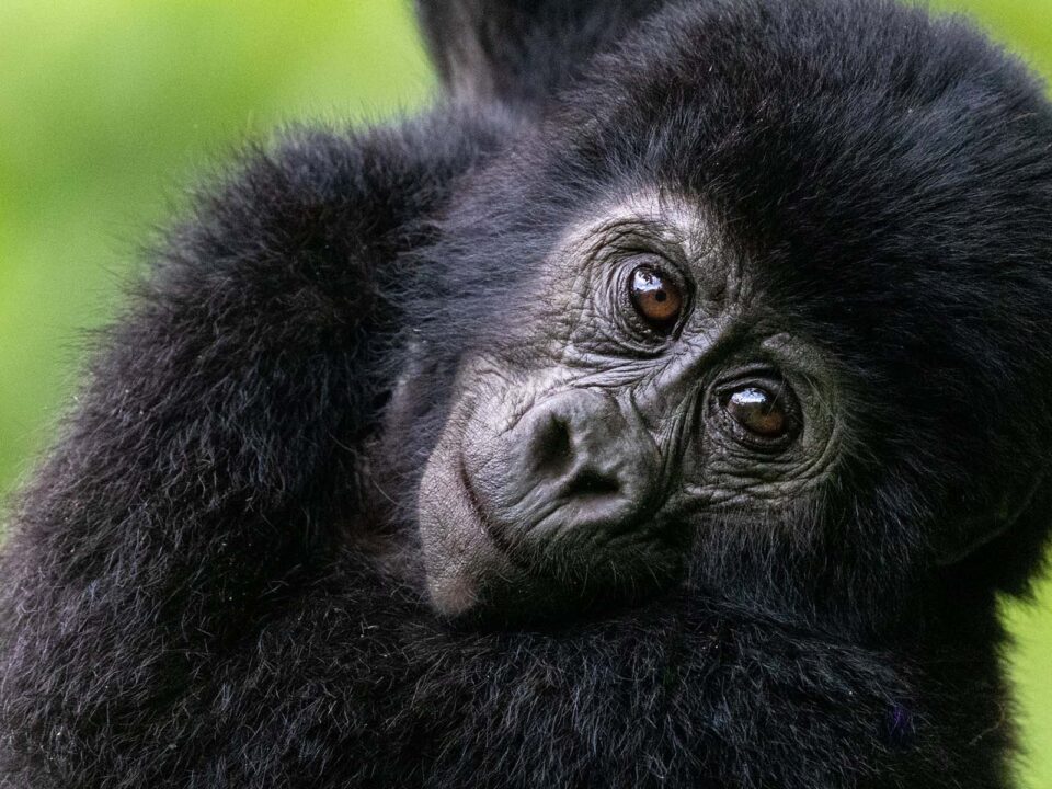 Africa Road Trip Gorilla Tours in Uganda