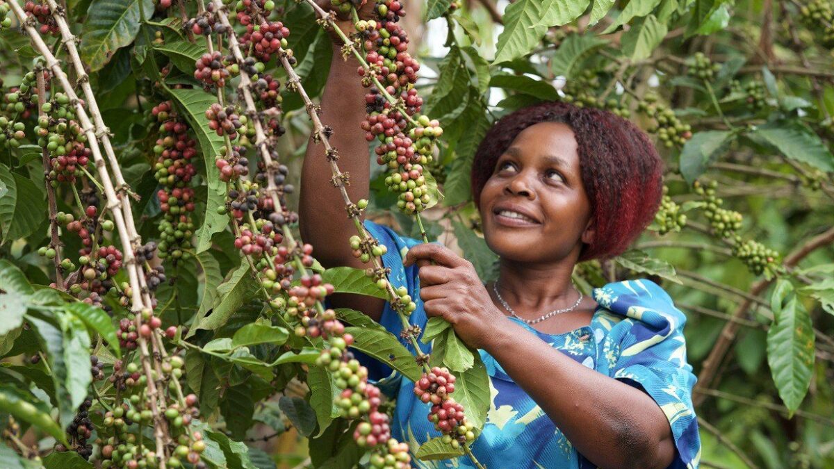Best Uganda Coffee - Coffee Tours Around Sipi Falls