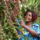 Best Uganda Coffee - Coffee Tours Around Sipi Falls