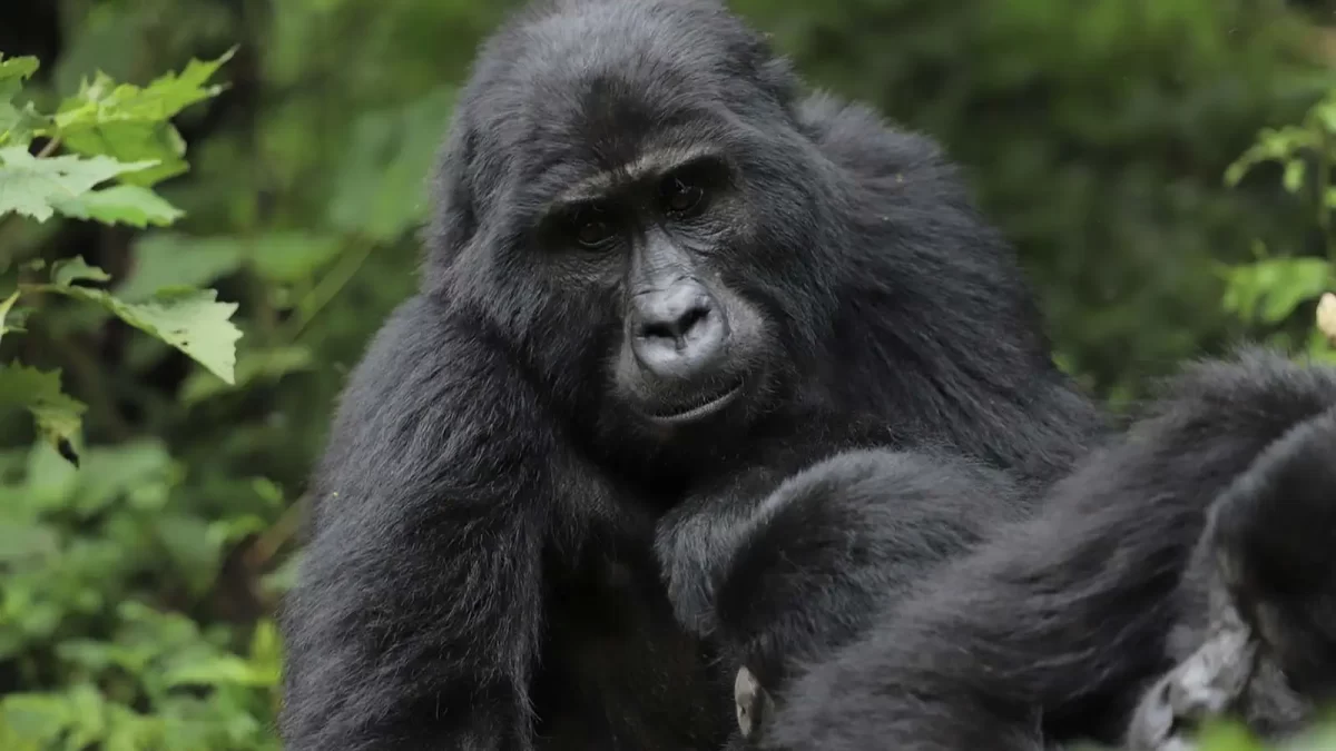 Gorilla Tracking for Charity in Uganda and Rwanda