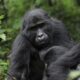 Ruhija Sector of Bwindi - Ruhija Gorilla Watching Holidays - Gorilla Tracking Tours in Bwindi Impenetrable Forest