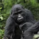 Gorilla Tracking for Charity in Uganda and Rwanda