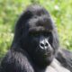 Mountain Gorillas - Gorilla Permits