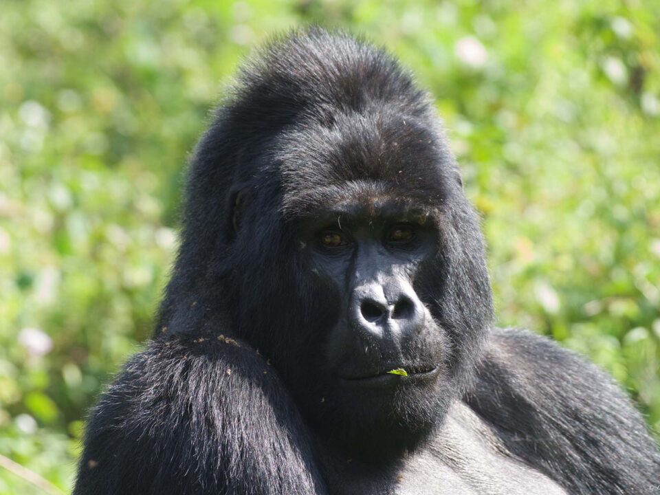 Mountain Gorillas - Gorilla Permits - Rushaga Mountain Gorilla Region - Luxury Uganda Safari Holidays - Why you need to see African Silverback Gorilla in Uganda?