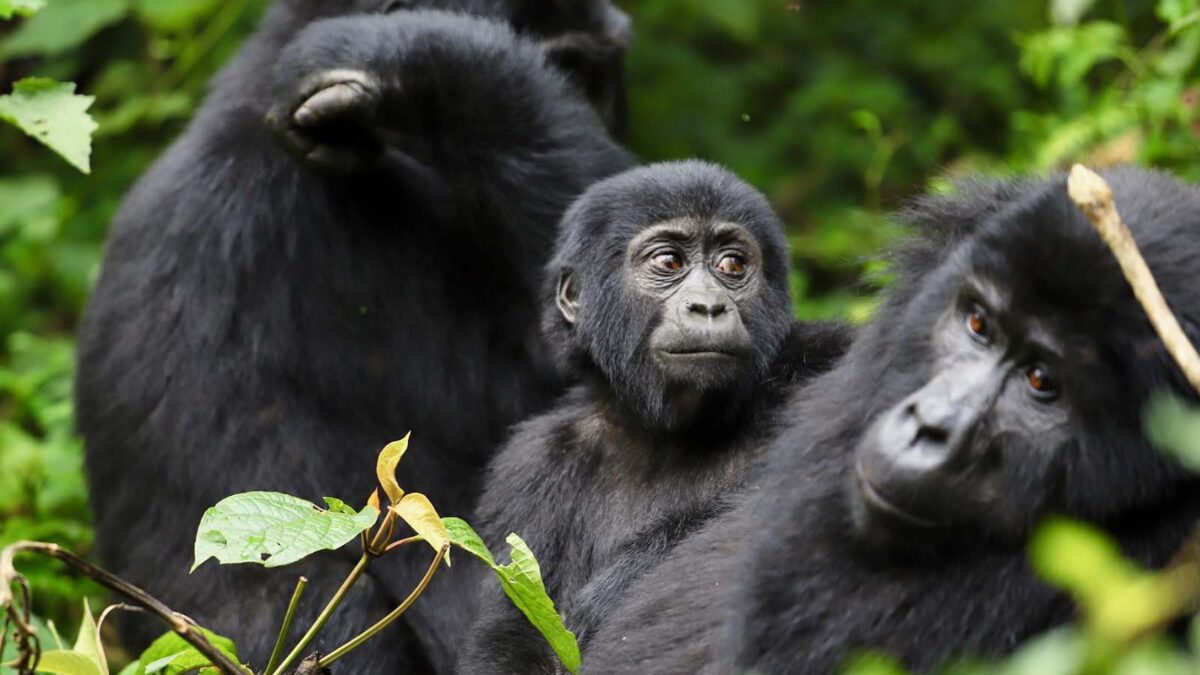Fly in Safaris to Bwindi Impenetrable National Park - Why Visit Bwindi Impenetrable National Park - Booking a Gorilla Safari to Nkuringo Region - Gorilla Groups in Buhoma