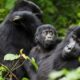 Fly in Safaris to Bwindi Impenetrable National Park