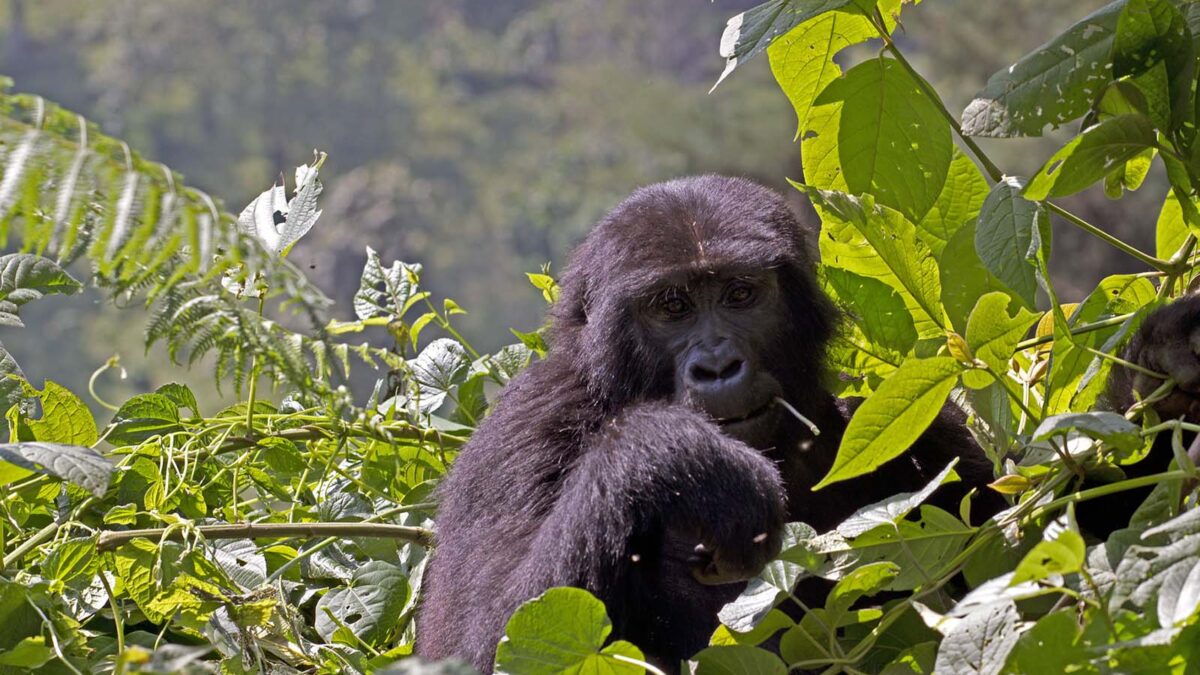 Book Gorilla Permits in Uganda & Rwanda - Nkuringo Mountain Gorillas & Gorilla Permits