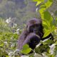 Book Gorilla Permits in Uganda & Rwanda - Nkuringo Mountain Gorillas & Gorilla Permits - Buhoma Sector of Bwindi impenetrable National Park - Tailor-Made Safaris to Uganda