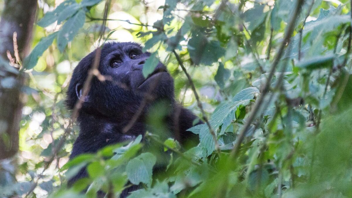 Gorilla Trekking Honeymoon Safaris - Self Drive Gorilla Tours in Uganda - Nkuringo Sector Luxury Gorilla Tracking Safaris - Which Gorilla Family to Trek in Nkuringo Region on My Safari?