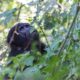 Gorilla Trekking Honeymoon Safaris - Self Drive Gorilla Tours in Uganda - Nkuringo Sector Luxury Gorilla Tracking Safaris - Which Gorilla Family to Trek in Nkuringo Region on My Safari?