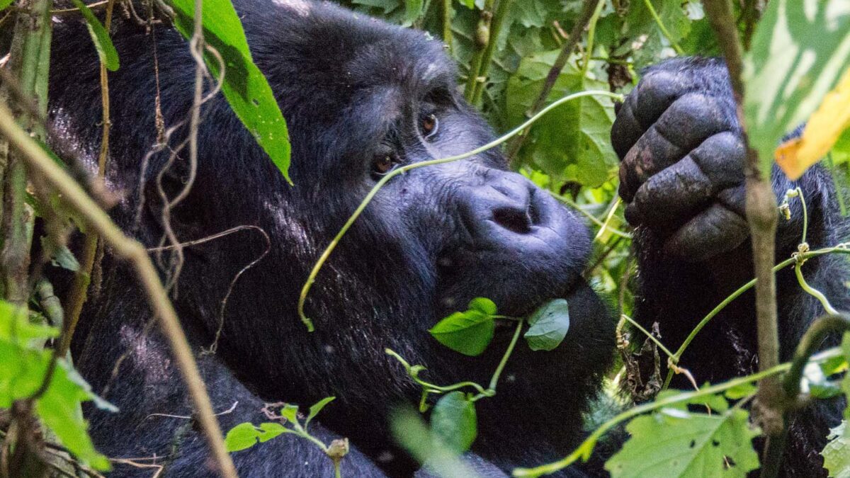 Gorilla Trekking Africa - Uganda Safari Tours and Bwindi Gorilla Trekking - Uganda luxury gorilla tracking safaris from Australia - Booking a Gorilla Safari to Buhoma Region - Bwindi Gorilla Trekking Permits
