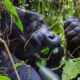 Gorilla Trekking Africa - Uganda Safari Tours and Bwindi Gorilla Trekking - Uganda luxury gorilla tracking safaris from Australia