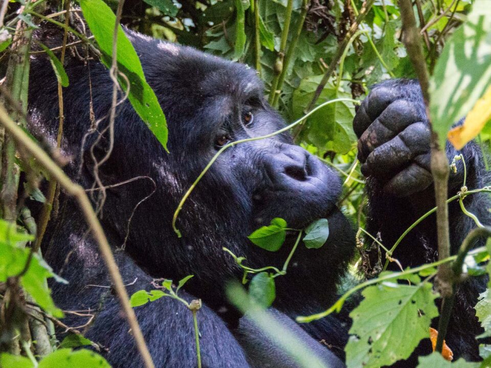 Gorilla Trekking Africa - Uganda Safari Tours and Bwindi Gorilla Trekking - Uganda luxury gorilla tracking safaris from Australia