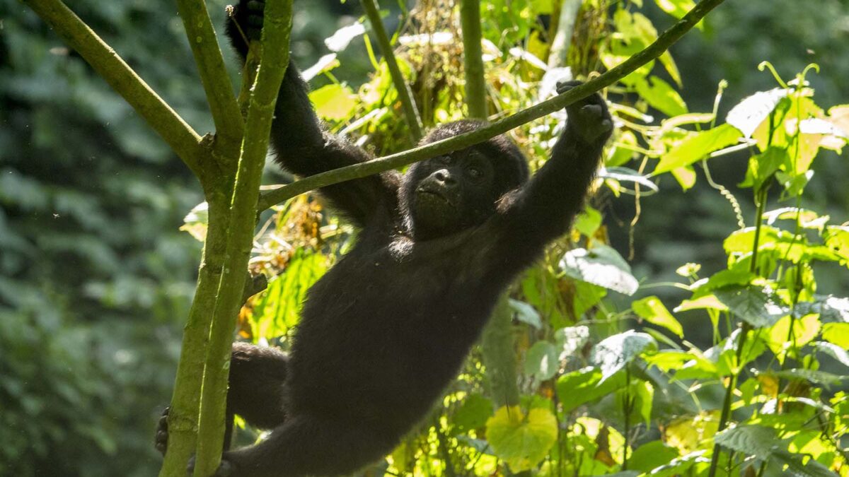 Why Mountain Gorillas are Endangered? - Ruhija Region Gorilla Safaris and Holidays