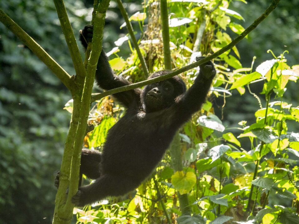 Why Mountain Gorillas are Endangered?