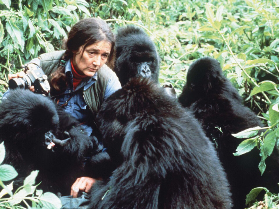 Dian Fossey in East Africa - Gorilla in the Mist-Dian Fossey