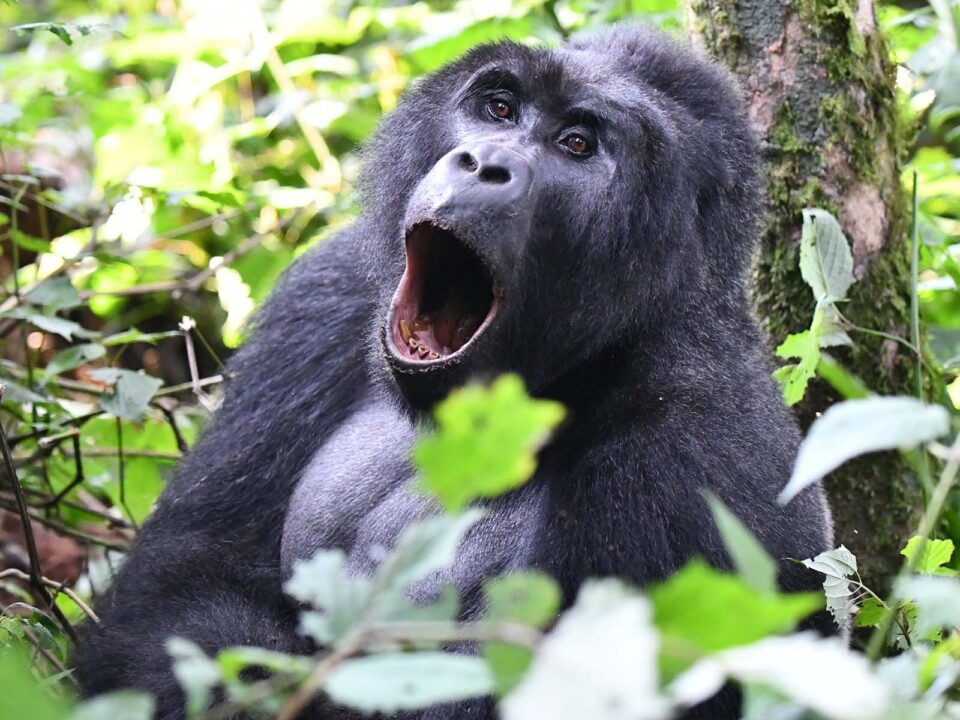 Short Mountain Gorilla Tours - Nkuringo Region Mountain Gorilla Holidays - Bwindi Gorilla fly-in Safari - Reasons why Rushaga Sector of Bwindi is Popular - Things to do after Gorilla Tracking in Uganda