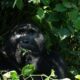 Budget Uganda Safaris - Buhoma Gorilla Tracking Safari Tours and Holidays - Booking Nkuringo Gorilla Permits - Booking a Gorilla Safari to Ruhija Sector