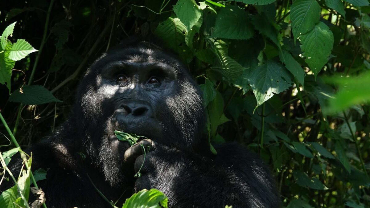 Great Gorilla Trekking Safaris in Uganda - Uganda Safari Packages from Kigali Rwanda