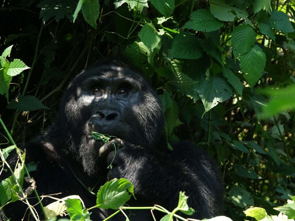 Great Gorilla Trekking Safaris in Uganda - Uganda Safari Packages from Kigali Rwanda - Travel Guide for Bwindi Impenetrable National Park