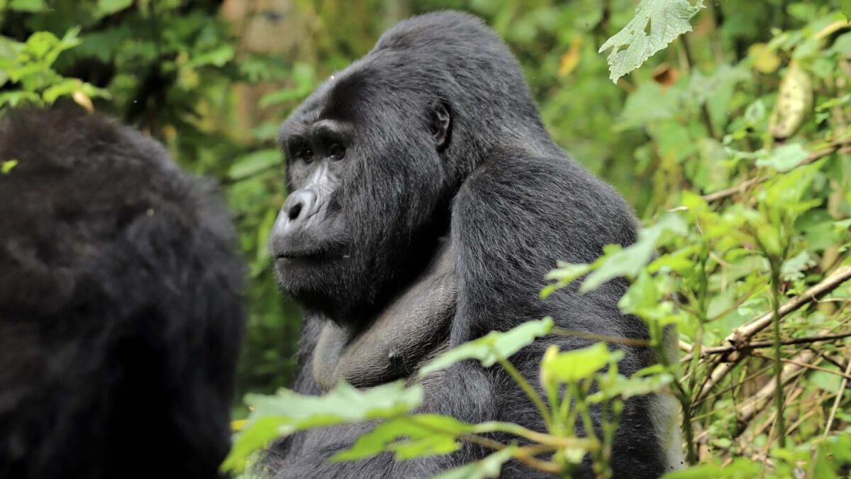 Gorilla Safaris in Africa - Uganda Gorilla Tracking