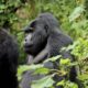 Gorilla Safaris in Africa - Uganda Gorilla Tracking - Rushaga Region Gorilla Safari Tours and Holidays - 7-Day Gorilla trekking Uganda from Burundi Border