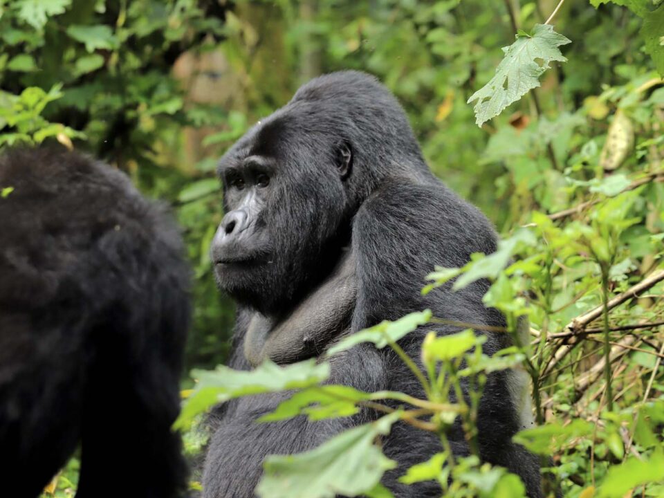 Gorilla Safaris in Africa - Uganda Gorilla Tracking
