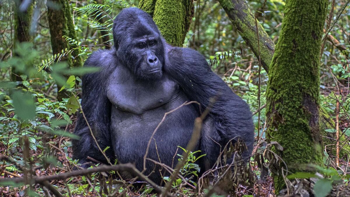 Africa Best Gorilla Trekking Company - Gorilla Trekking and Walking Safaris - Uganda Gorilla Tracking Tours and SafarisUganda Gorilla Tracking Tours and Safaris
